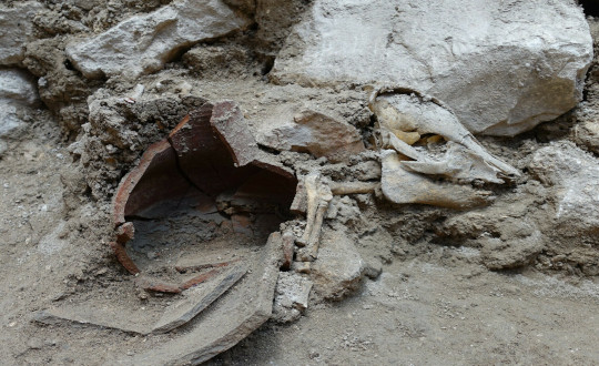 1.Articulated Pig Skeleton Found At The Dig. Photograph By Oscar Bejerano Courtesy Of The Israel Antiquities Authority