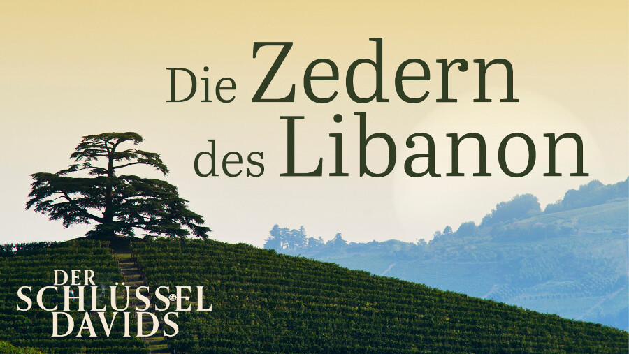 Die Zedern des Libanon